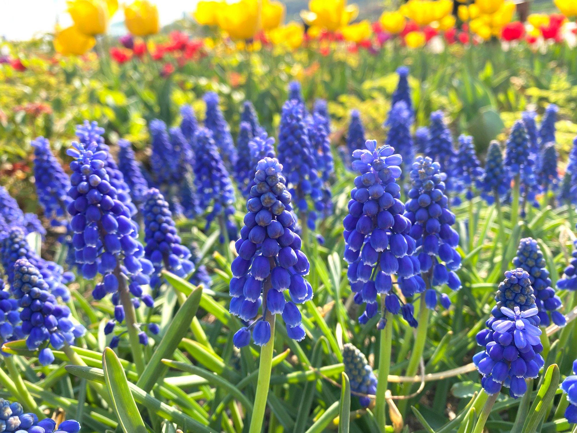 blue-hyacinths