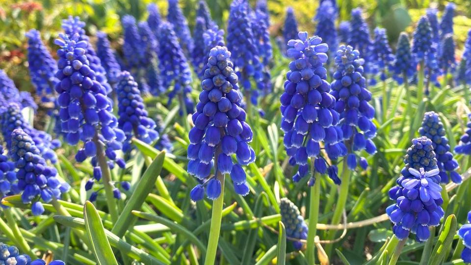 blue-hyacinths