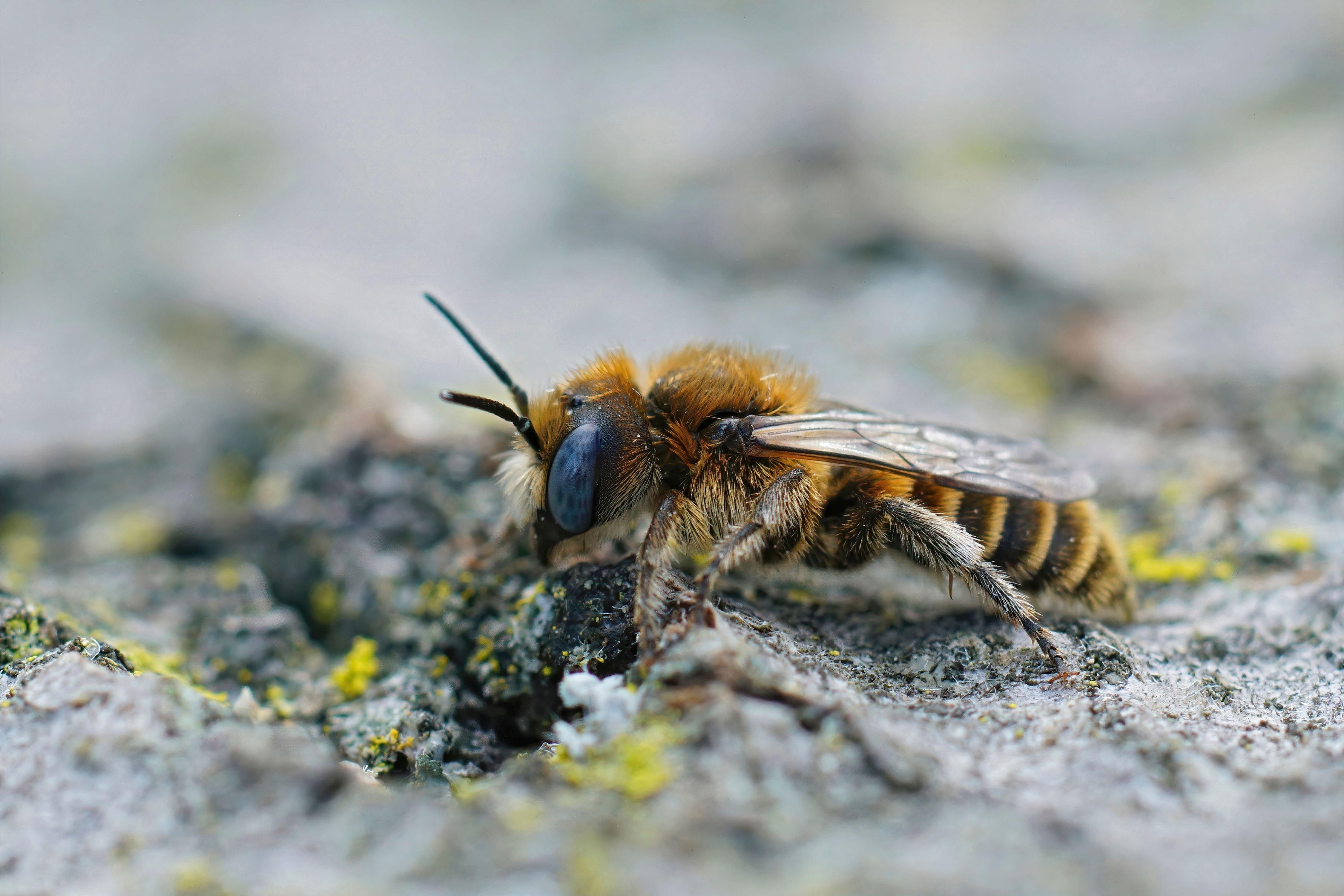 blue-mason-bee