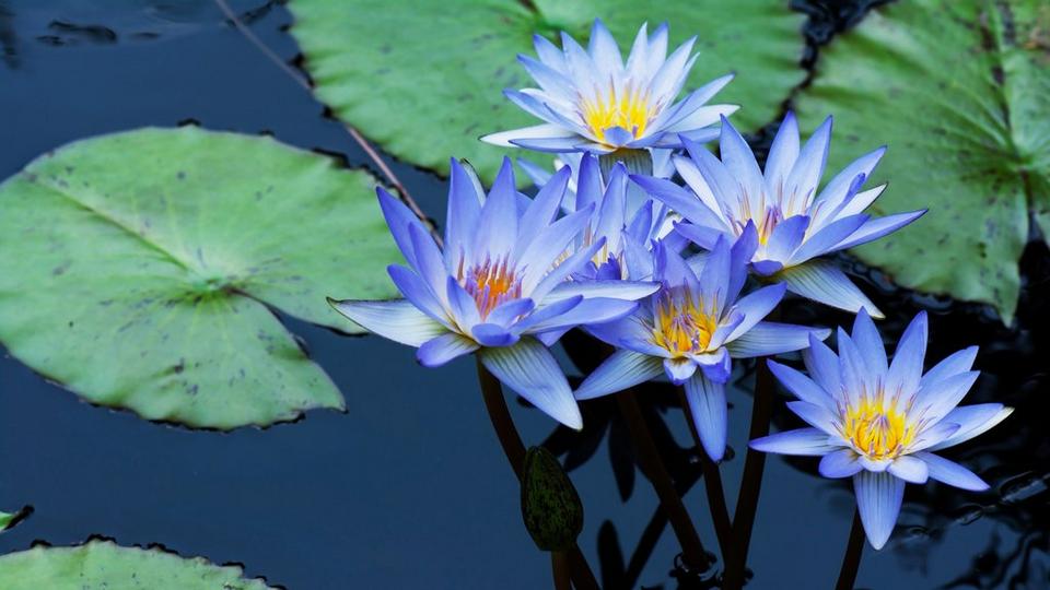 blue-water-lily