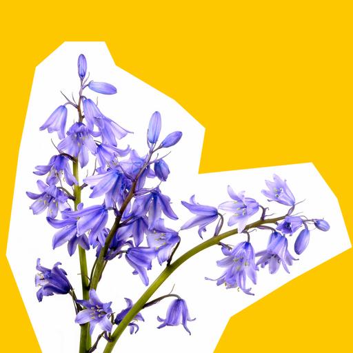 bluebells-cutout