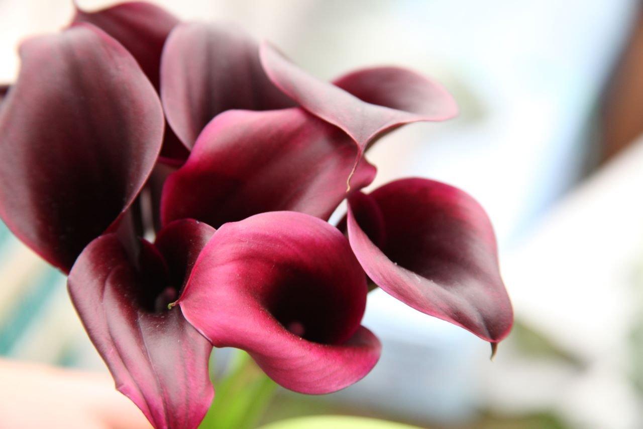 calla-lilies-deep-red-flowers