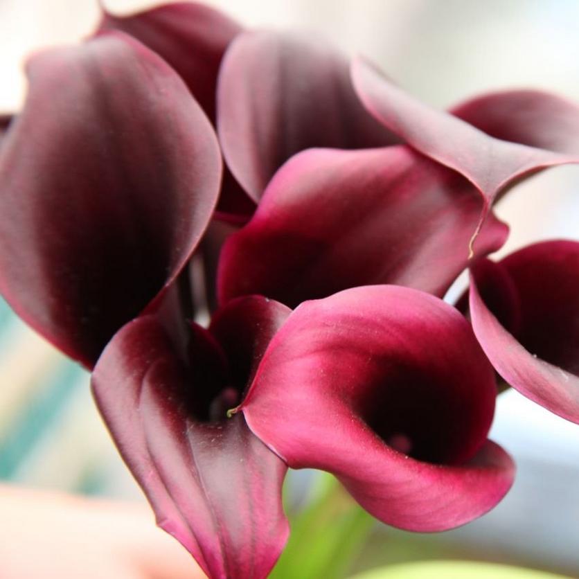 calla-lilies-deep-red-flowers