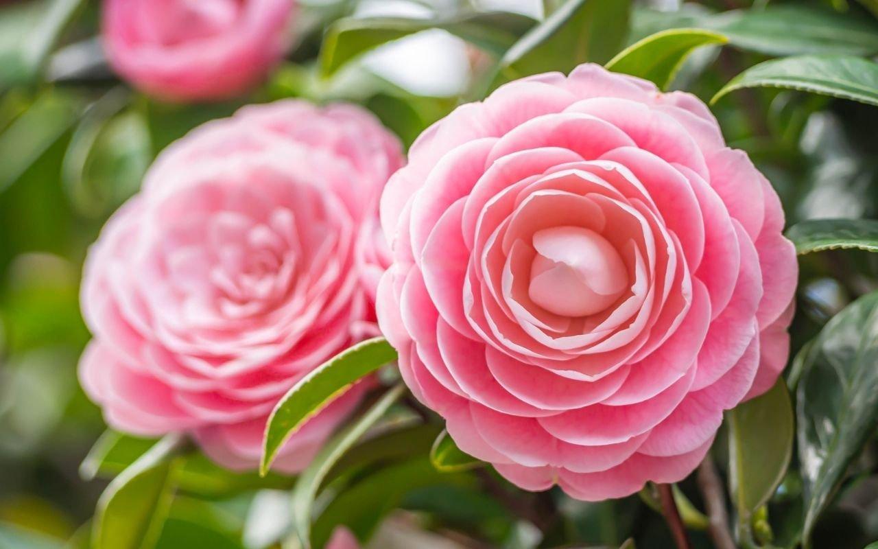 camelia-pink-flowers