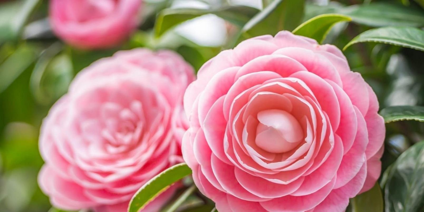 camelia