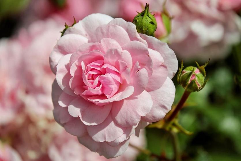 carmellia-pink-flower