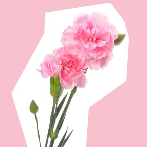 carnation-cut-out