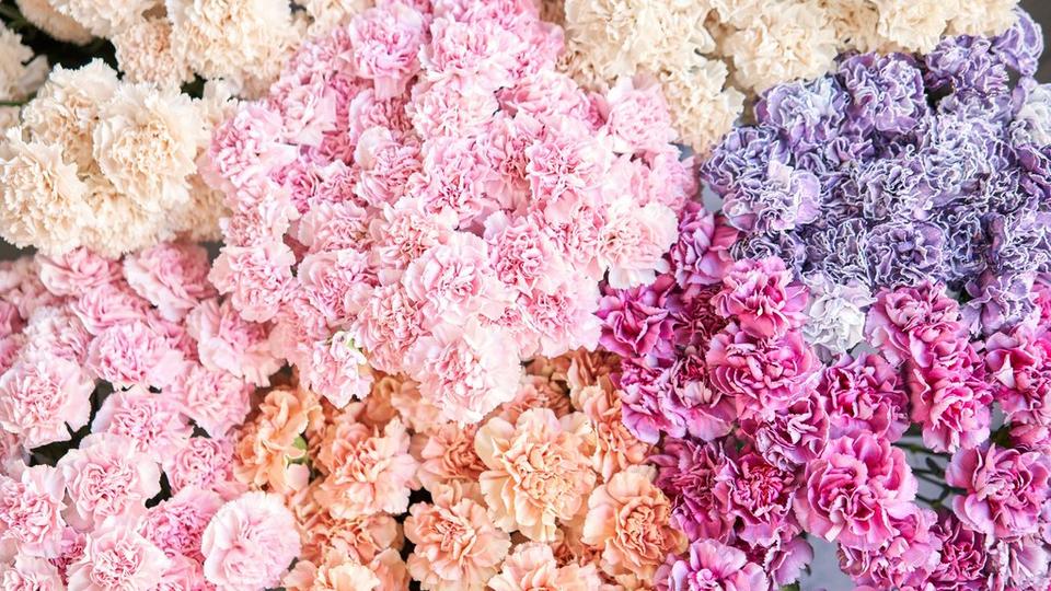 carnation-multicoloured-flowers