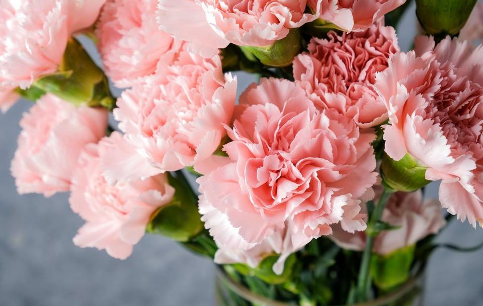 carnation-pink-flowers
