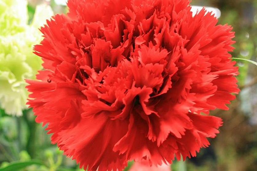 5 Things You Need to Know About Carnation Flowers
