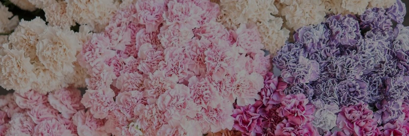 carnations-1