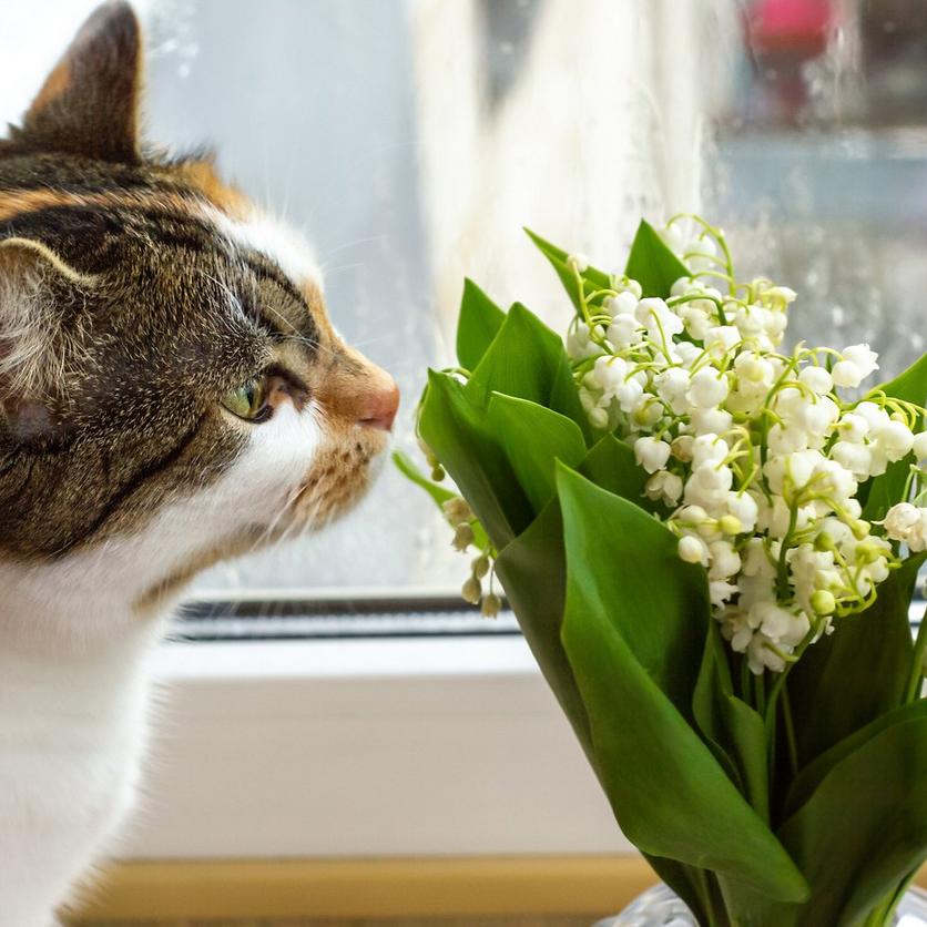 cat-lily-of-the-valley