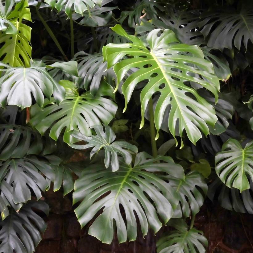 cheese-plant-2