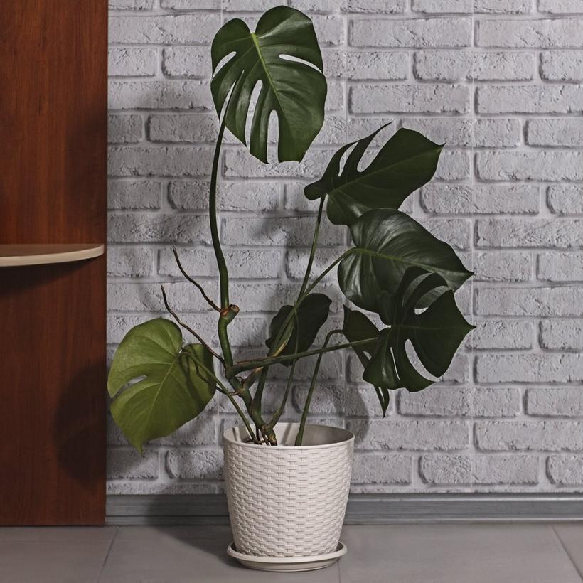 cheese-plant