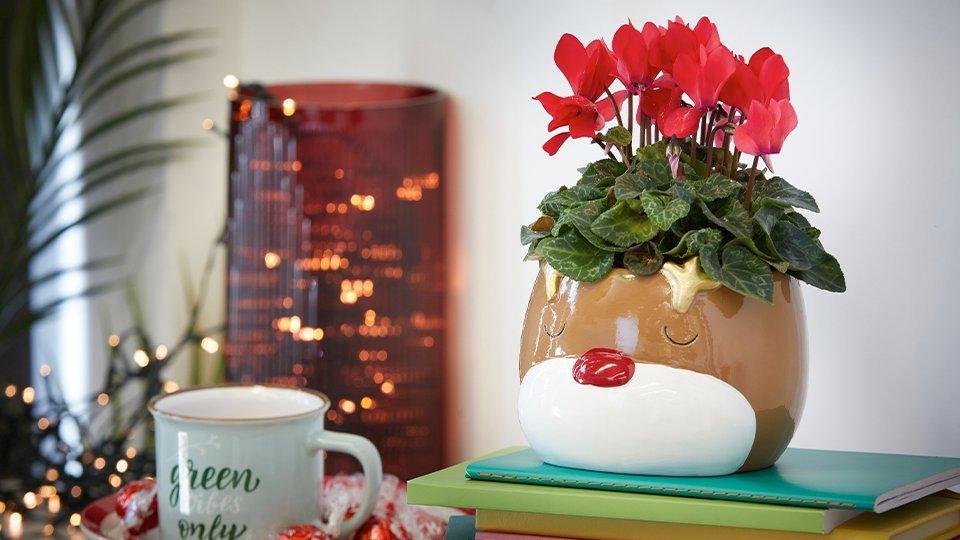 Flower Delivery Free UK Delivery Flying Flowers