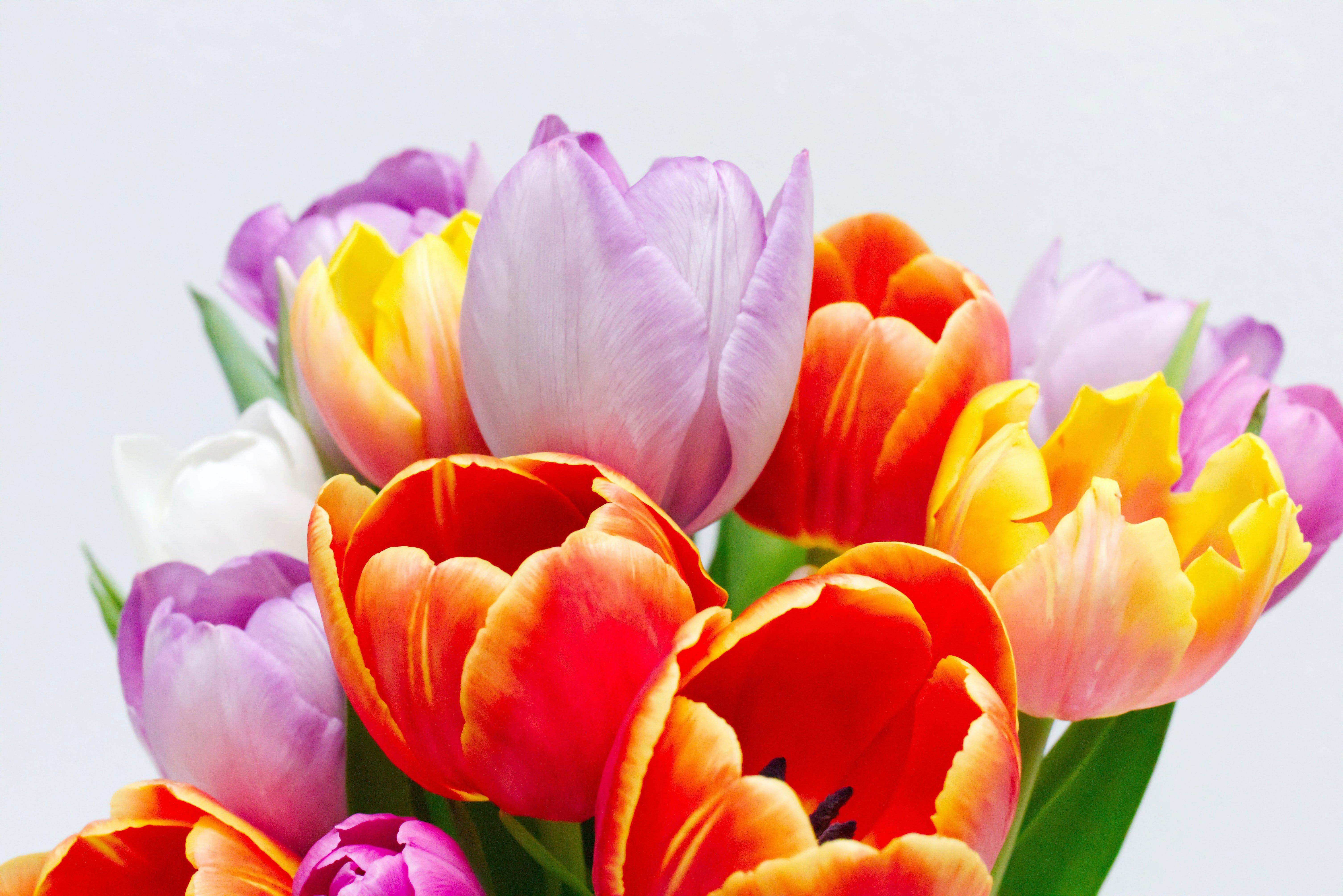 colourful-tulips