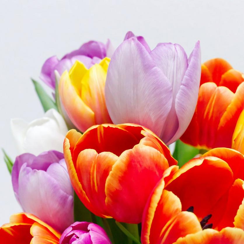 colourful-tulips