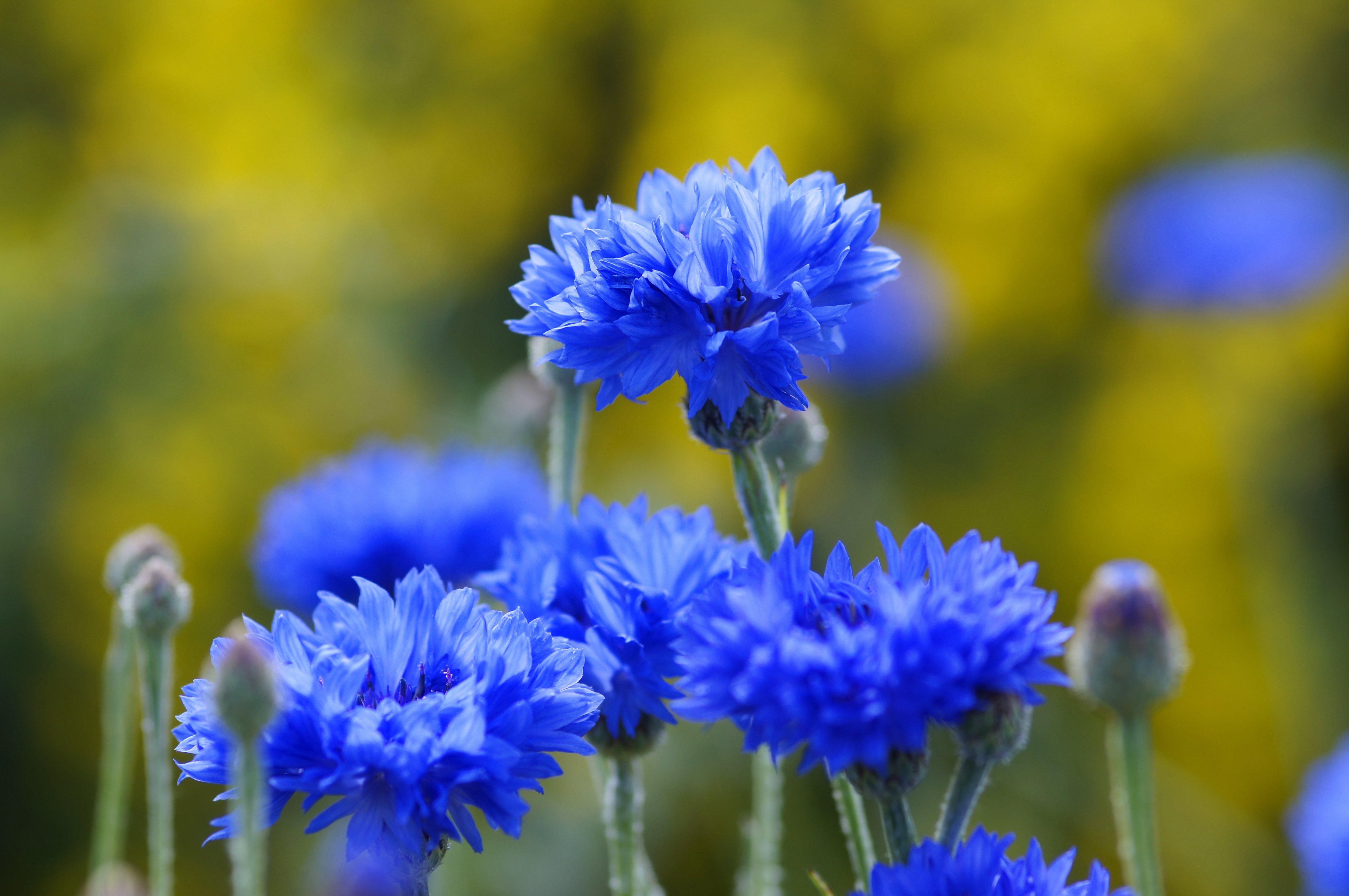 cornflower