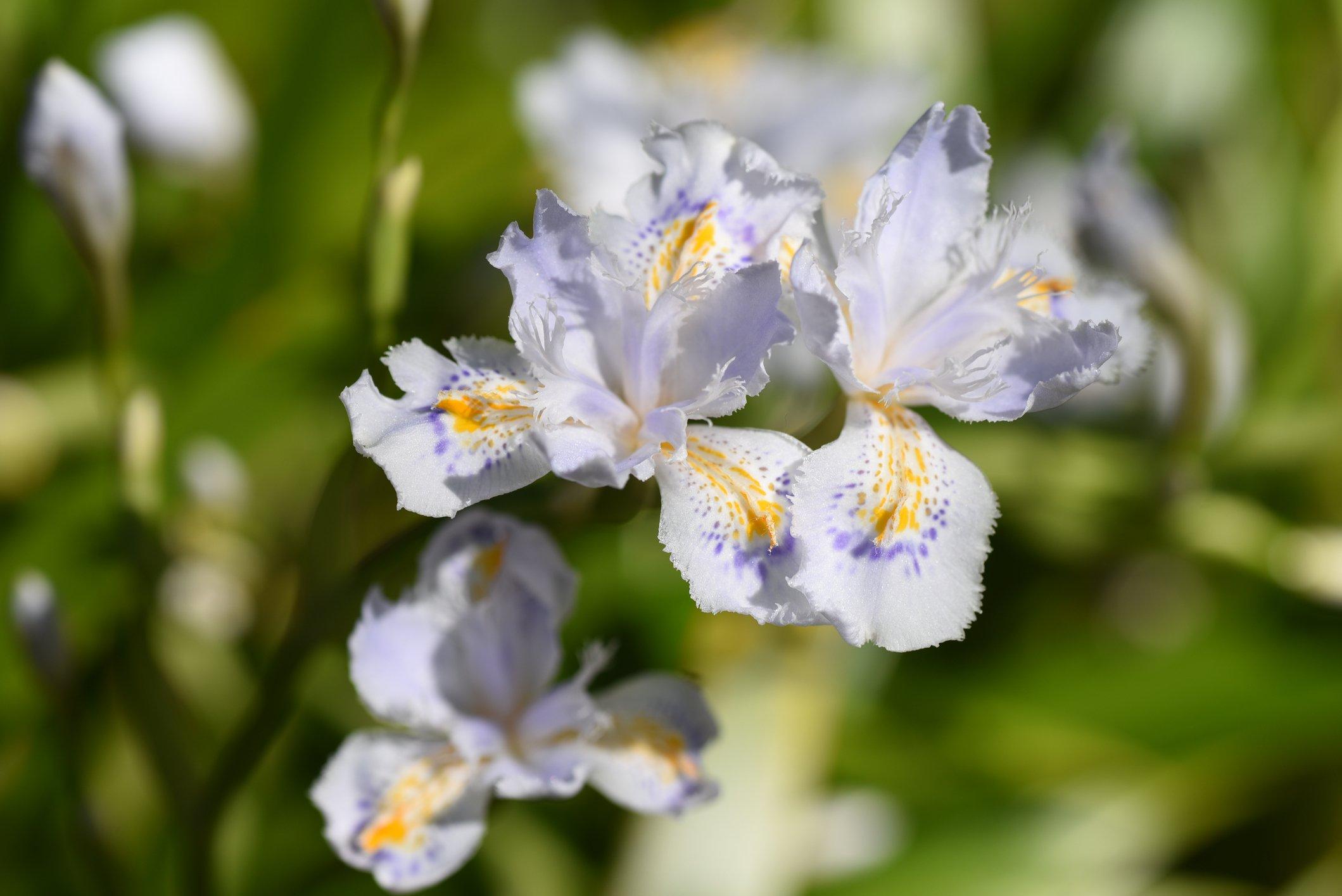 crested-iris