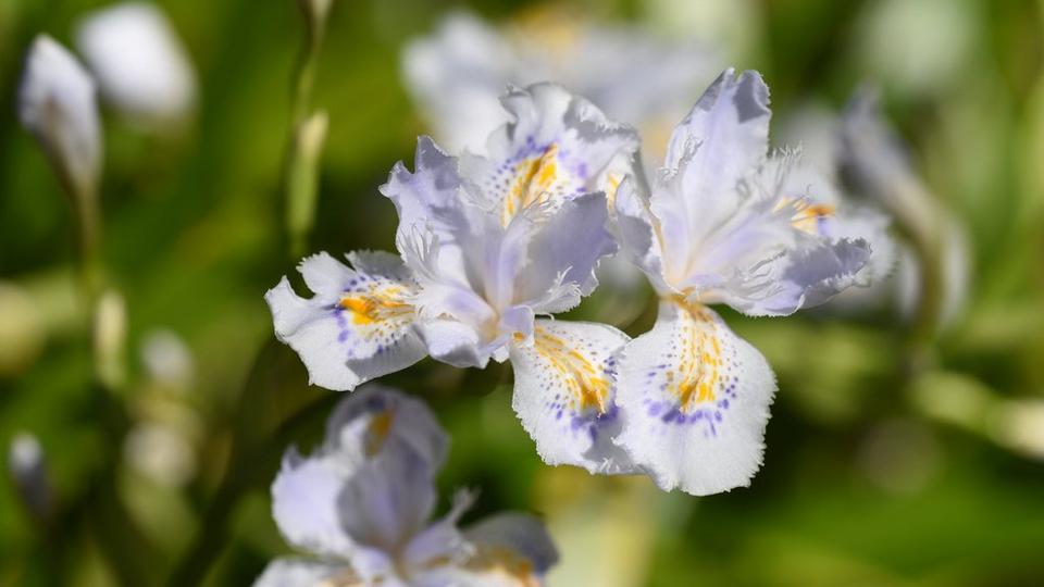 crested-iris