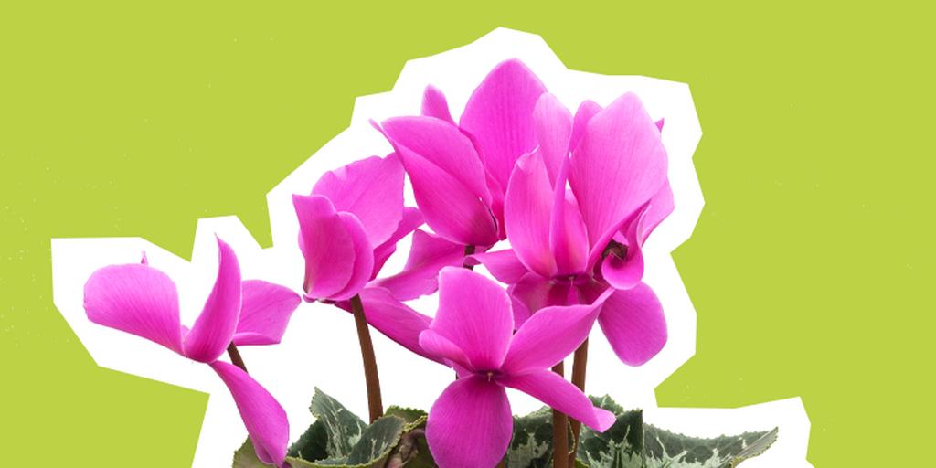 cyclamen-1