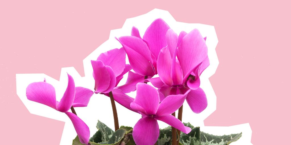 cyclamen-1