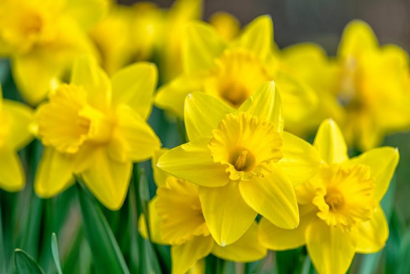 daffodil-narcissi-yellow-flower