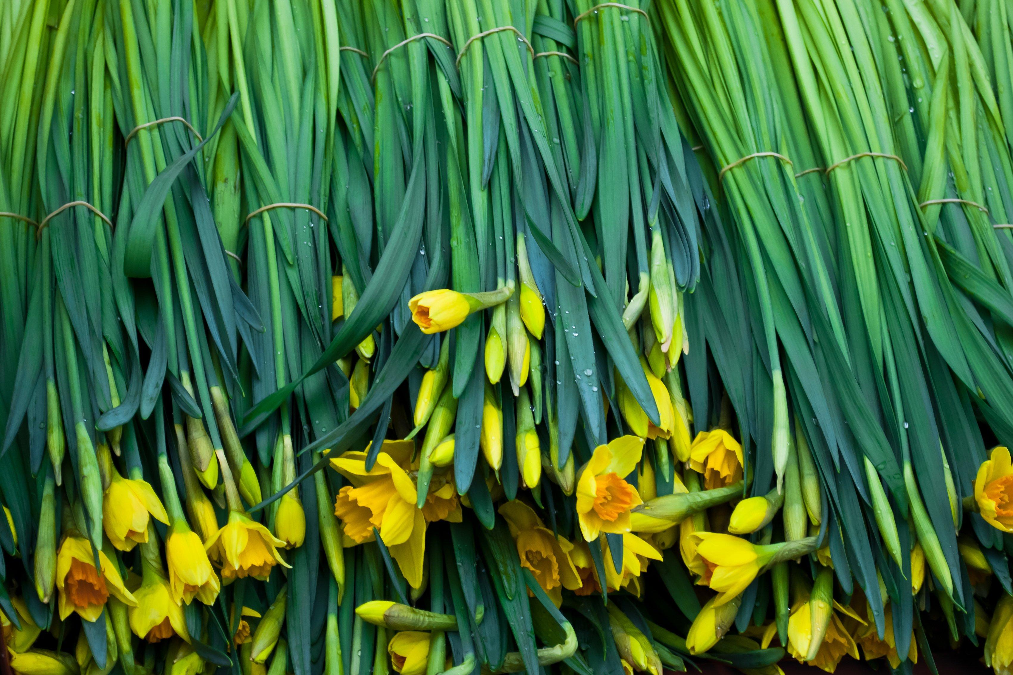 daffodils-for-sale