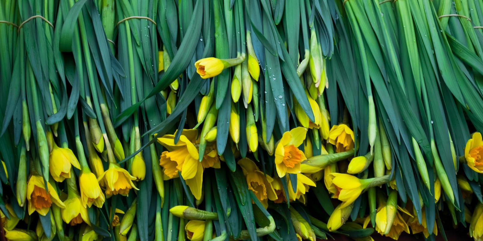 daffodils-for-sale