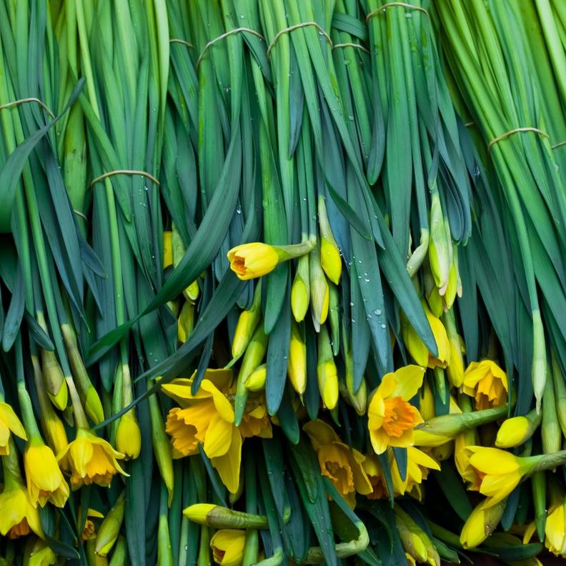 daffodils-for-sale