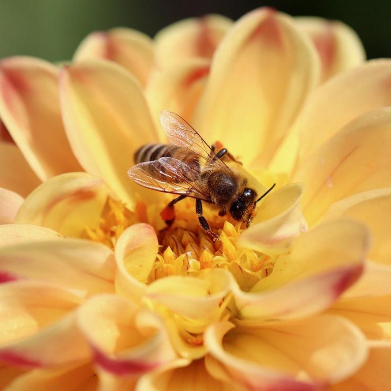 dahlia-orange-flowers