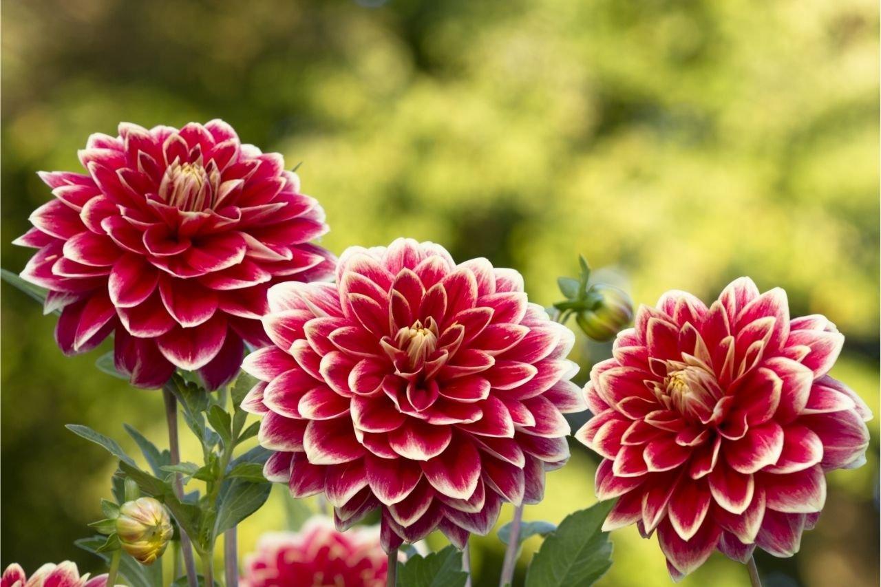dahlia-purple-white-flowers
