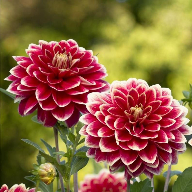 dahlia-purple-white-flowers