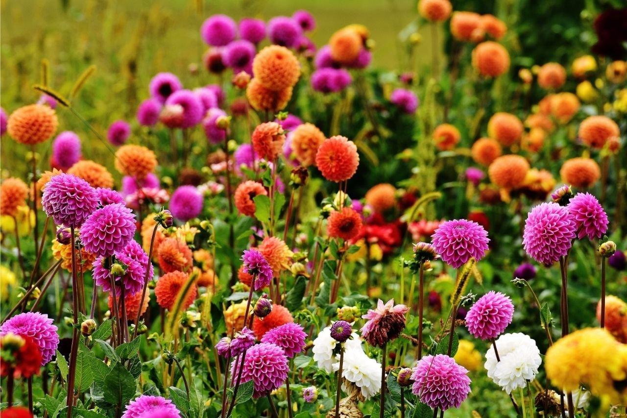 dahlias-pink-orange-yellow-field