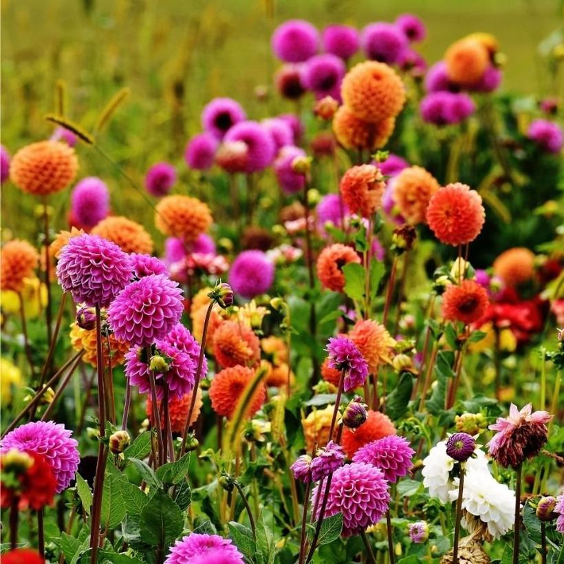 dahlias-pink-orange-yellow-field