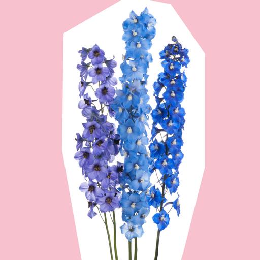 delphiniums