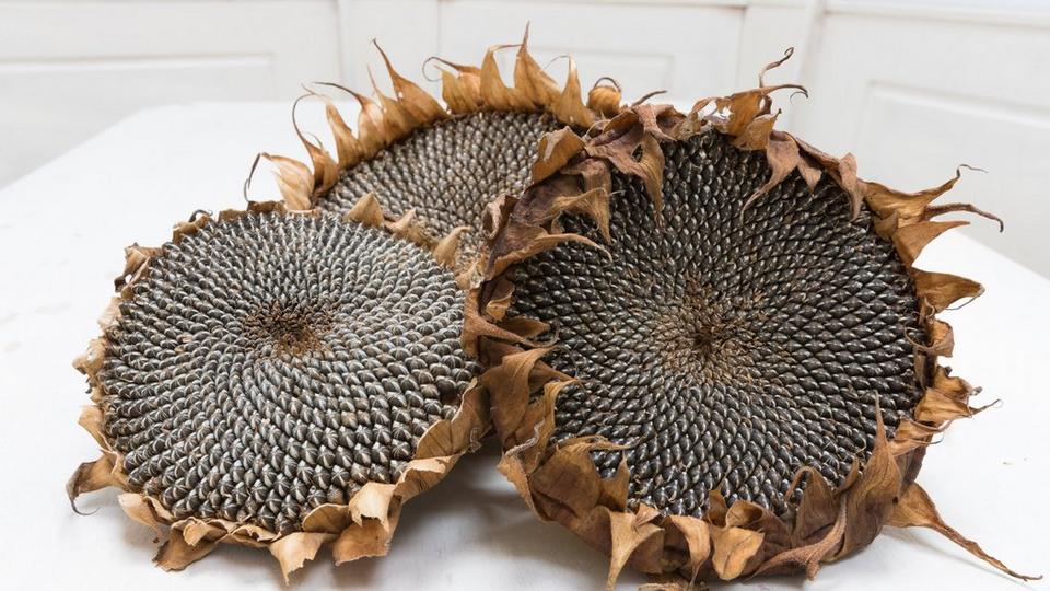 dried-sunflowers
