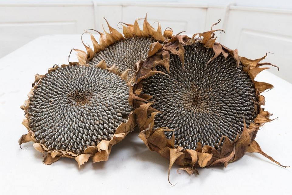dried-sunflowers