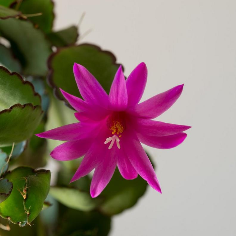 easter-cactus-3