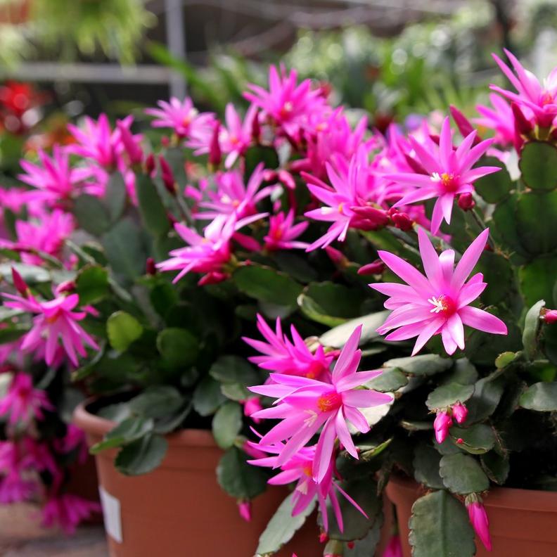 easter-catus-flower