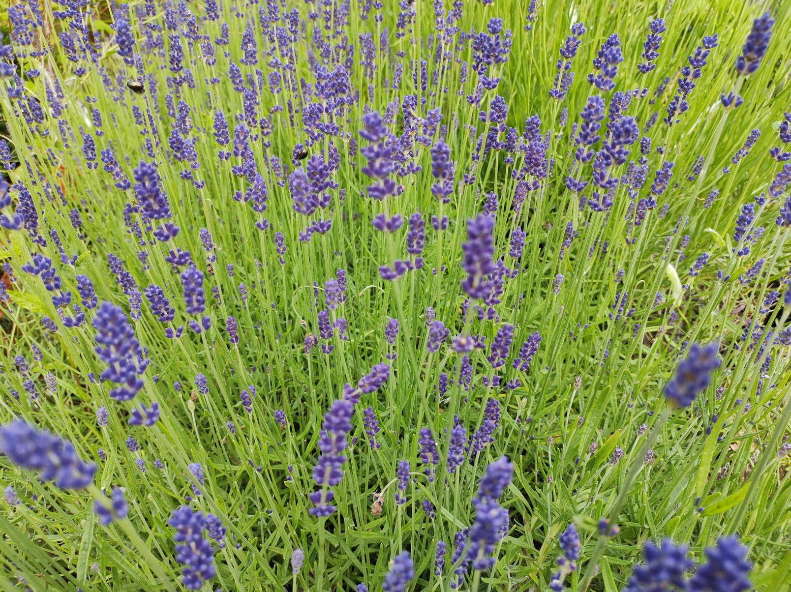 english-lavender