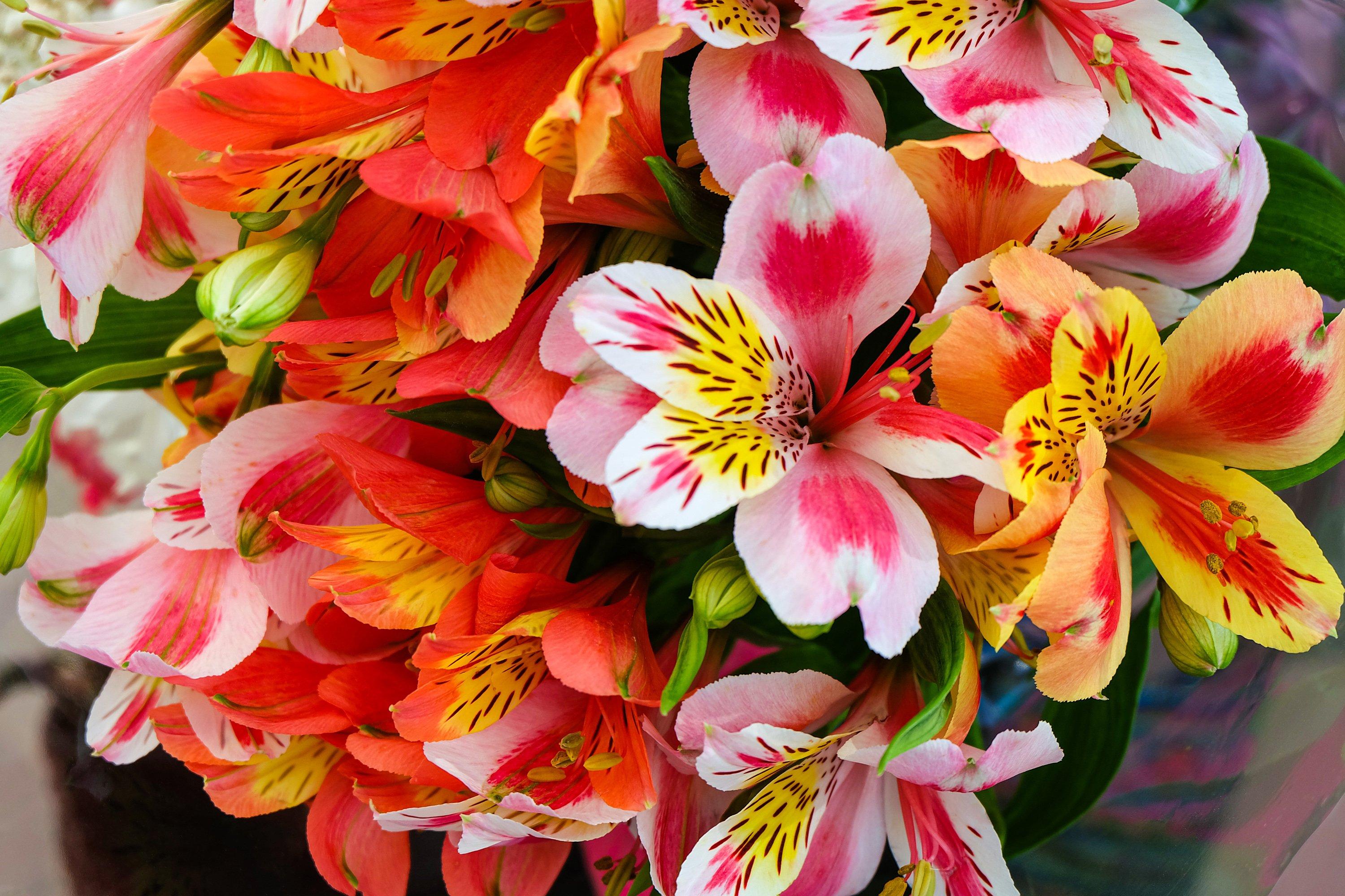 ff_Alstroemeria_colourful