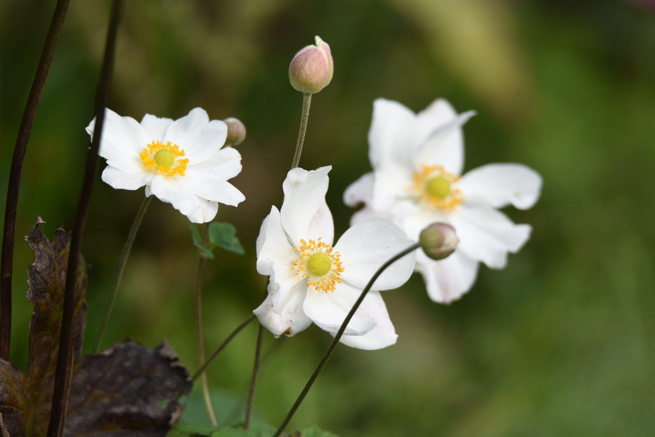 ff_anemone_dainty_swan