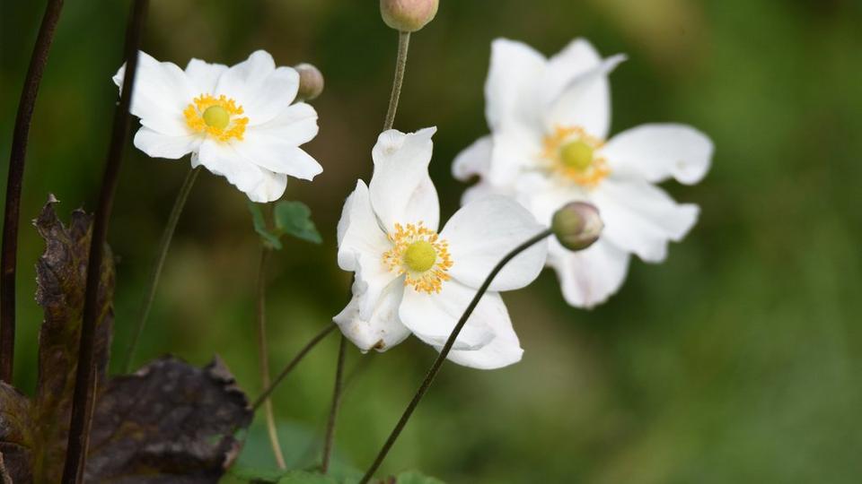 ff_anemone_dainty_swan