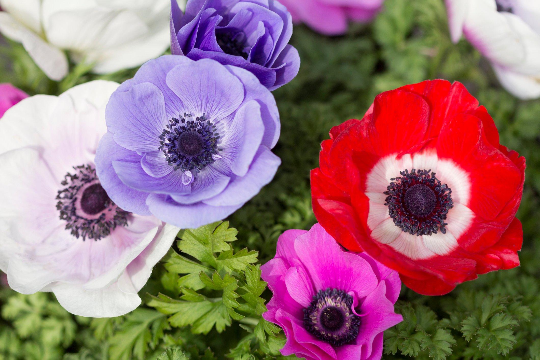 ff_anemone_mixed