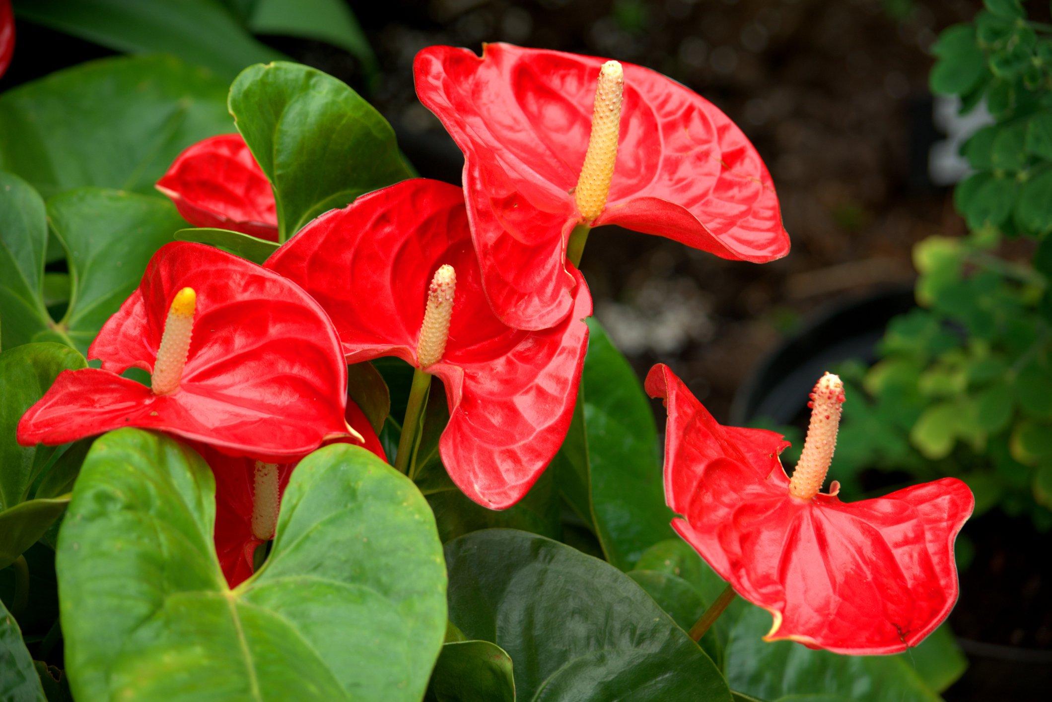 ff_anthurium
