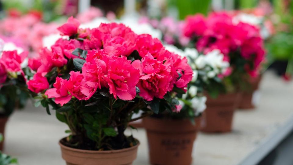 ff_azalea_potted