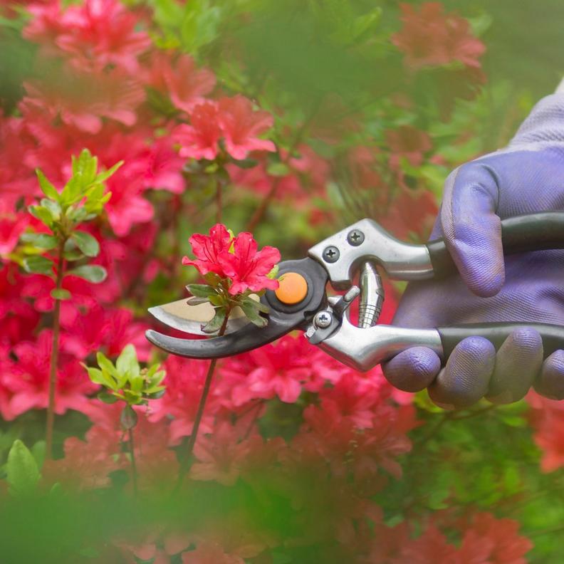 ff_azalea_pruning