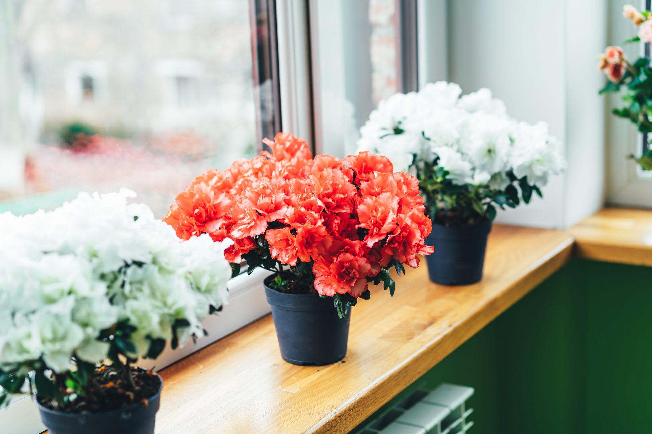 ff_azalea_windowsill