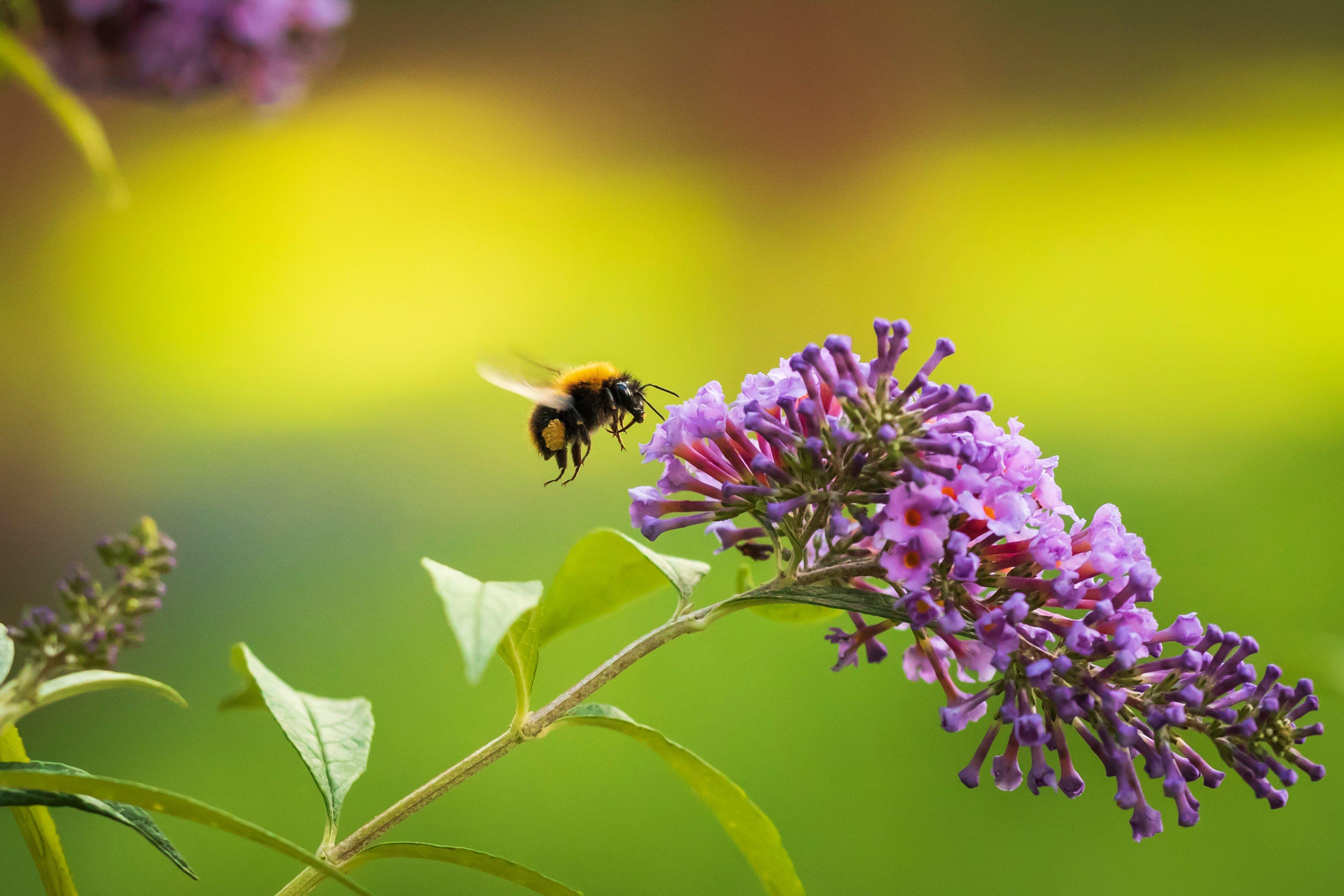 Bee and top Flowers